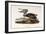 Brown Pelican-John James Audubon-Framed Giclee Print