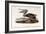 Brown Pelican-John James Audubon-Framed Giclee Print