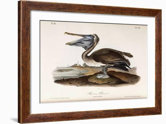 Brown Pelican-John James Audubon-Framed Giclee Print