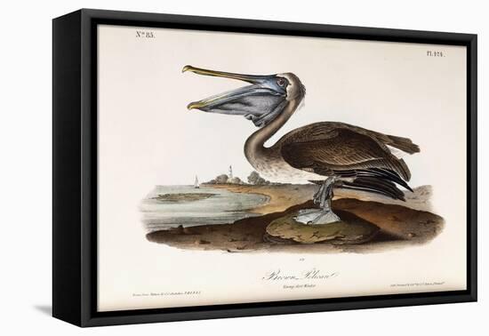 Brown Pelican-John James Audubon-Framed Premier Image Canvas