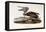 Brown Pelican-John James Audubon-Framed Premier Image Canvas