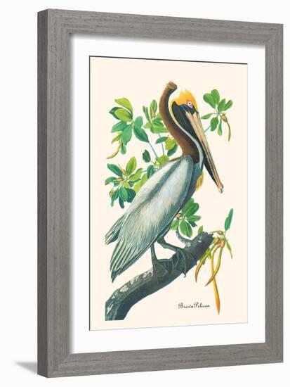 Brown Pelican-John James Audubon-Framed Art Print