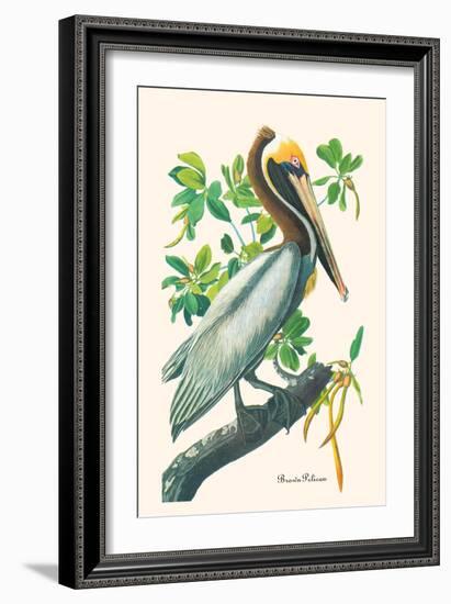 Brown Pelican-John James Audubon-Framed Art Print