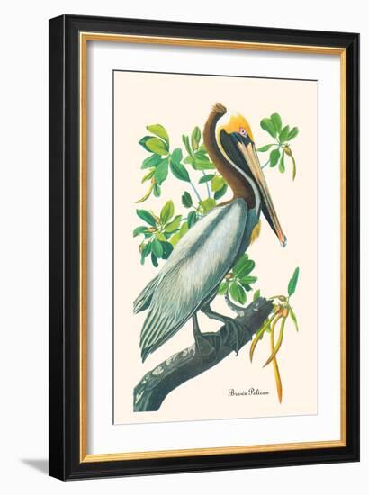 Brown Pelican-John James Audubon-Framed Art Print