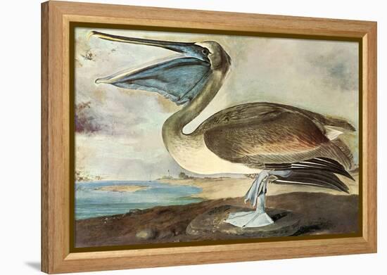 Brown Pelican-John James Audubon-Framed Stretched Canvas