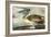 Brown Pelican-John James Audubon-Framed Art Print