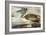 Brown Pelican-John James Audubon-Framed Art Print