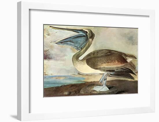 Brown Pelican-John James Audubon-Framed Art Print