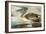 Brown Pelican-John James Audubon-Framed Art Print