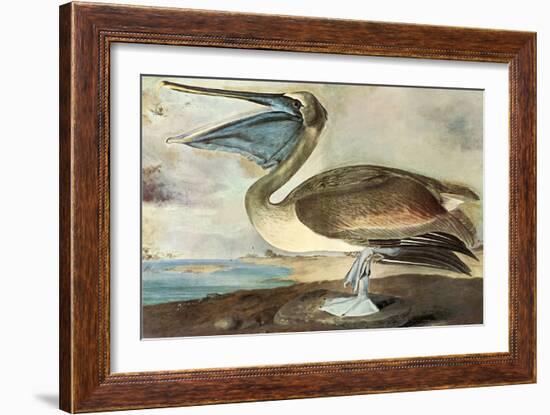 Brown Pelican-John James Audubon-Framed Art Print