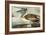 Brown Pelican-John James Audubon-Framed Art Print