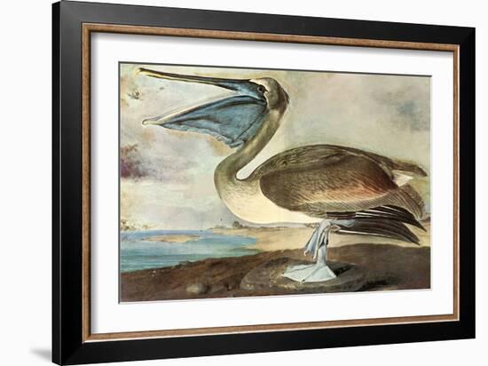 Brown Pelican-John James Audubon-Framed Art Print