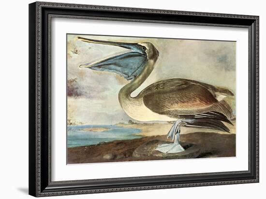 Brown Pelican-John James Audubon-Framed Art Print