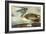 Brown Pelican-John James Audubon-Framed Art Print