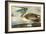 Brown Pelican-John James Audubon-Framed Art Print