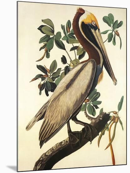 Brown Pelican-John James Audubon-Mounted Art Print