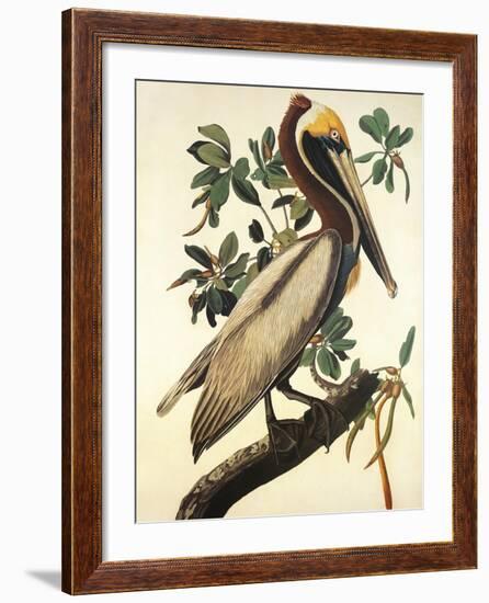 Brown Pelican-John James Audubon-Framed Art Print