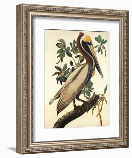 Brown Pelican-John James Audubon-Framed Art Print