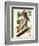 Brown Pelican-John James Audubon-Framed Art Print