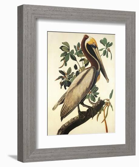 Brown Pelican-John James Audubon-Framed Art Print