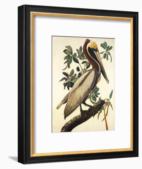 Brown Pelican-John James Audubon-Framed Art Print