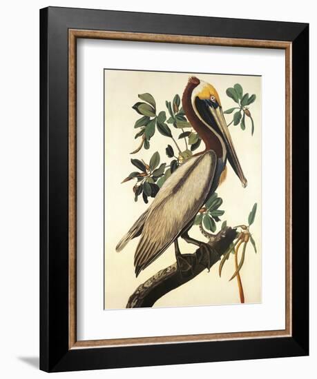 Brown Pelican-John James Audubon-Framed Art Print