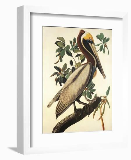 Brown Pelican-John James Audubon-Framed Art Print