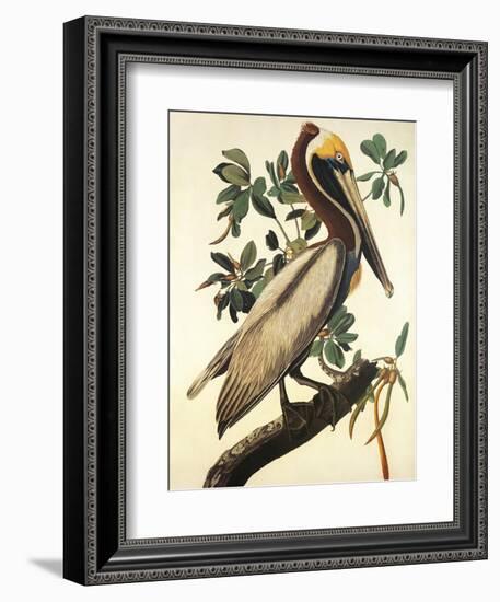 Brown Pelican-John James Audubon-Framed Premium Giclee Print