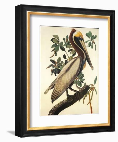 Brown Pelican-John James Audubon-Framed Premium Giclee Print