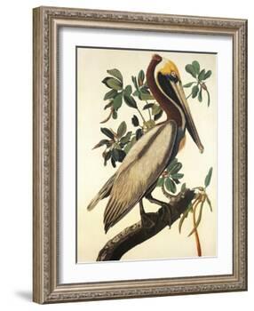 Brown Pelican-John James Audubon-Framed Art Print