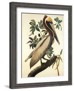Brown Pelican-John James Audubon-Framed Art Print