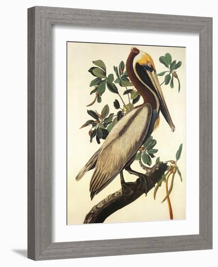 Brown Pelican-John James Audubon-Framed Art Print