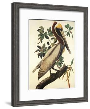 Brown Pelican-John James Audubon-Framed Art Print