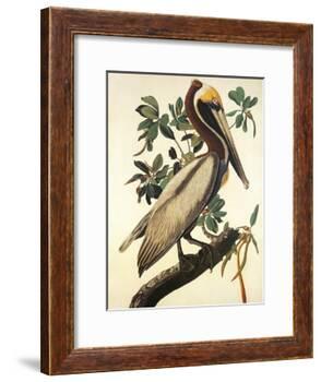 Brown Pelican-John James Audubon-Framed Art Print