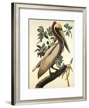 Brown Pelican-John James Audubon-Framed Art Print