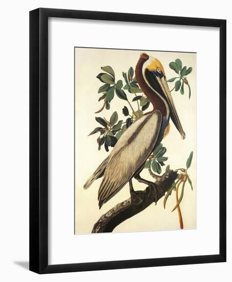 Brown Pelican-John James Audubon-Framed Art Print