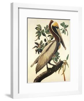 Brown Pelican-John James Audubon-Framed Art Print