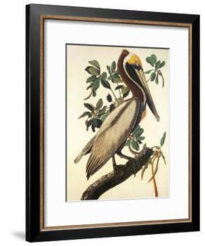Brown Pelican-John James Audubon-Framed Art Print