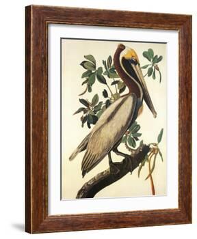 Brown Pelican-John James Audubon-Framed Art Print