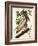 Brown Pelican-John James Audubon-Framed Art Print