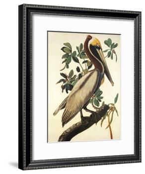 Brown Pelican-John James Audubon-Framed Art Print