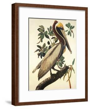 Brown Pelican-John James Audubon-Framed Art Print