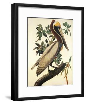 Brown Pelican-John James Audubon-Framed Art Print