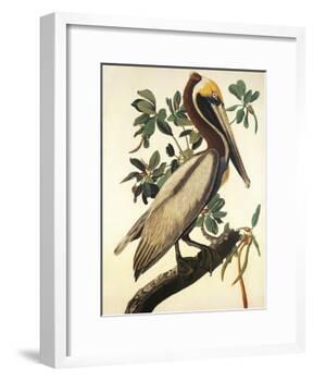 Brown Pelican-John James Audubon-Framed Art Print