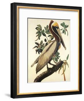 Brown Pelican-John James Audubon-Framed Art Print
