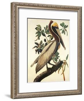 Brown Pelican-John James Audubon-Framed Art Print