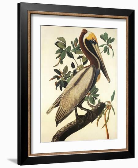 Brown Pelican-John James Audubon-Framed Art Print