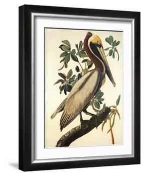 Brown Pelican-John James Audubon-Framed Art Print