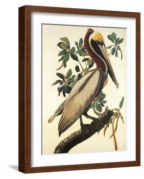 Brown Pelican-John James Audubon-Framed Art Print