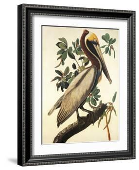 Brown Pelican-John James Audubon-Framed Art Print
